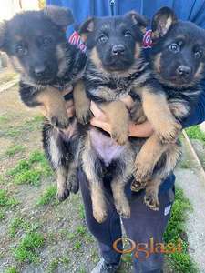 Štenci NEMAČKOG OVČARA